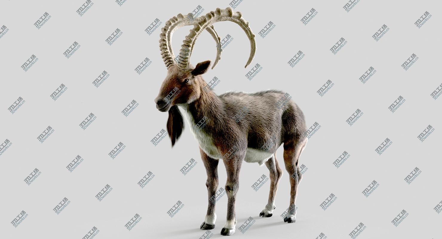 images/goods_img/202105074/3D Wild Goat (Alpine Ibex) model/3.jpg